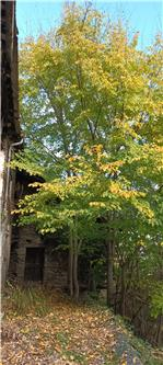 Ordinanza n. 4/2022 - manutenzione terreni di proprietà privata a ridosso di nuclei abitati - taglio alberi a confine dell'abitato della borgata Comba Viola